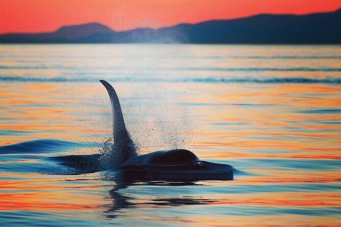 Parksville Sunset Whale and Wildlife Adventure - What to Expect from the Parksville Sunset Whale and Wildlife Adventure