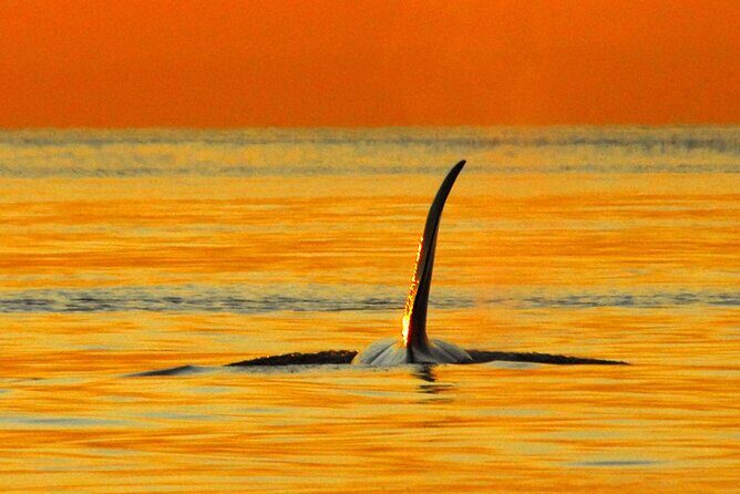 Parksville Sunset Whale and Wildlife Adventure - Why We Think This Tour Is Worth It