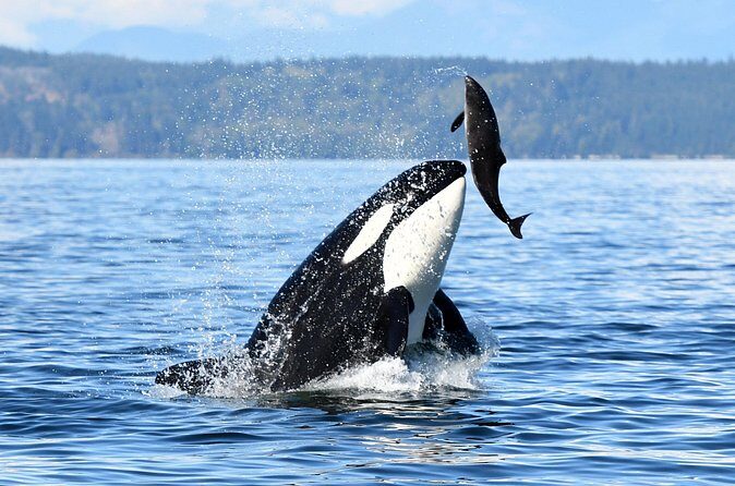 Parksville Sunset Whale and Wildlife Adventure - FAQ