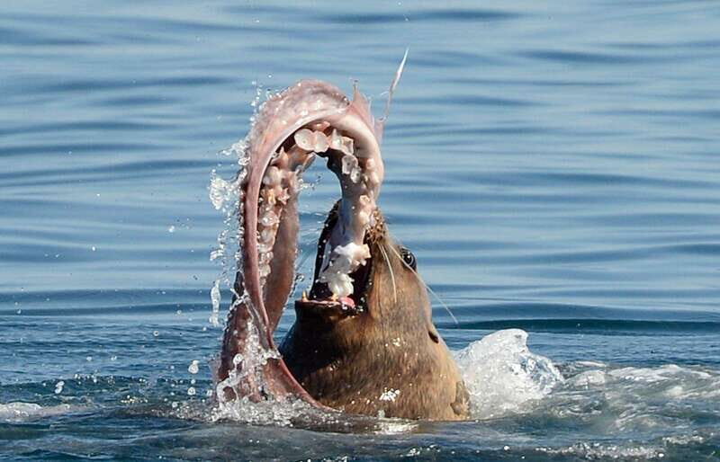 Parksville: Sunset Whale and Wildlife Adventure - FAQs