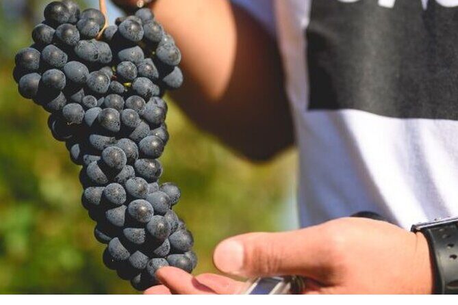 Parma Hills and Wine Tasting with Food Platter - FAQ