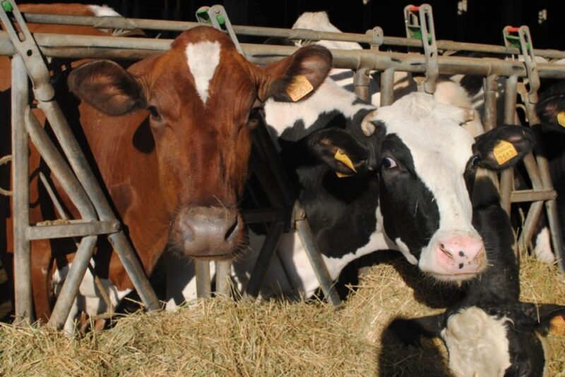 Parma: Traditional Cheese Factory Visit with Tasting - Final Thoughts: Who Should Consider This Tour?