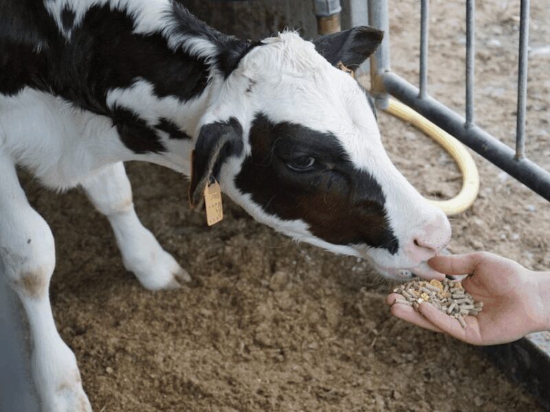Parmesan Wheels near Parma: Tasting & Factory Tour - Value and Practicalities
