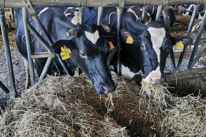 Parmigiano Wine and Balsamic Vinegar Experience from Bologna - Final Thoughts