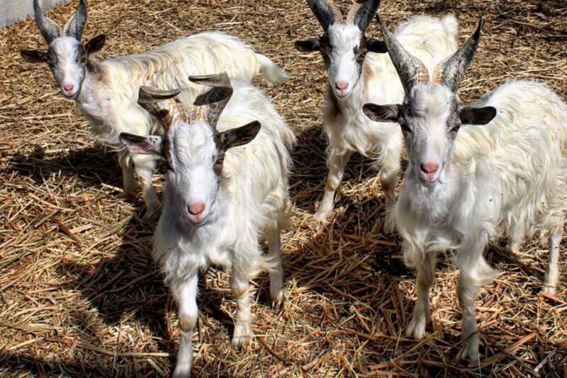 Partinico: Farm's Animals and Aromatic Garden Experience - Practical Details and What to Expect