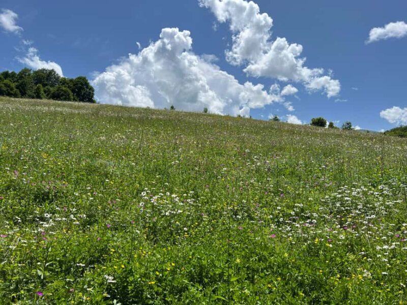 Parz Lake to Goshavank: Forest Hike|Wild Mountain Tea Ritual - Setting the Scene: Parz Lake and the Starting Point