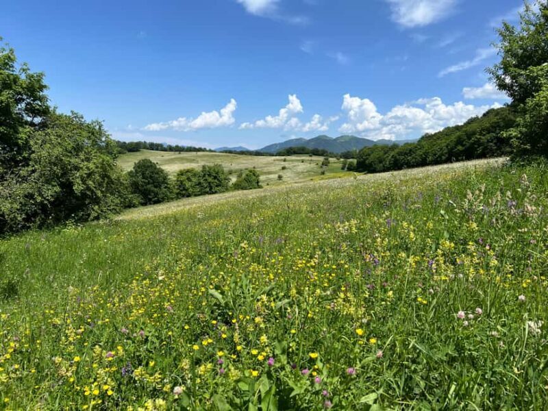 Parz Lake to Goshavank: Forest Hike|Wild Mountain Tea Ritual - Arriving at Goshavank Monastery