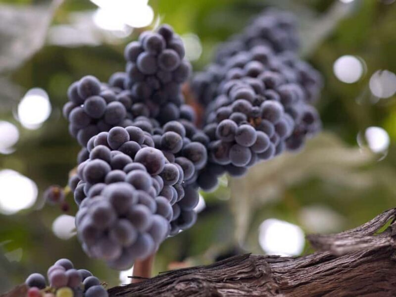 Paso Robles & Atascadero: 3-Winery Tour Including Lunch - Tasting Fees and Buying Wine