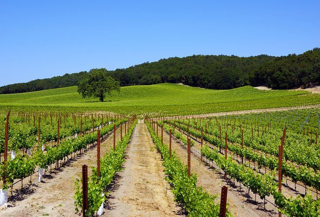 Paso Robles Wine Adventure with pickup from Cambria, CA - Final Thoughts: Is This the Right Tour for You?