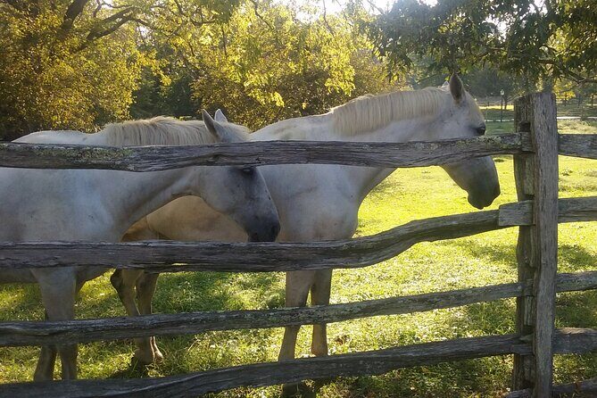 Patriots Tour of Colonial Williamsburg or Williamsburg 101 - What Travelers Say: Authentic Feedback
