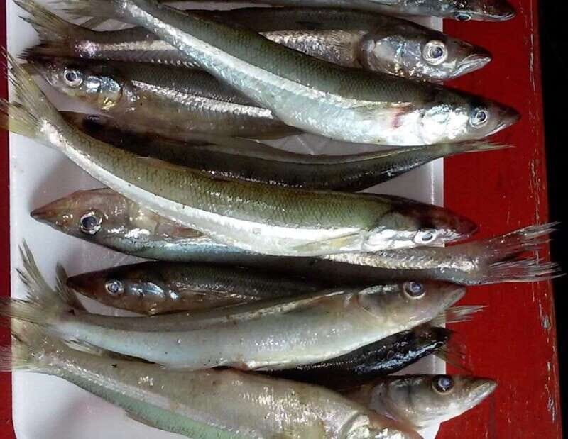 Patzcuaro: Gastronomy Tour - Key Points