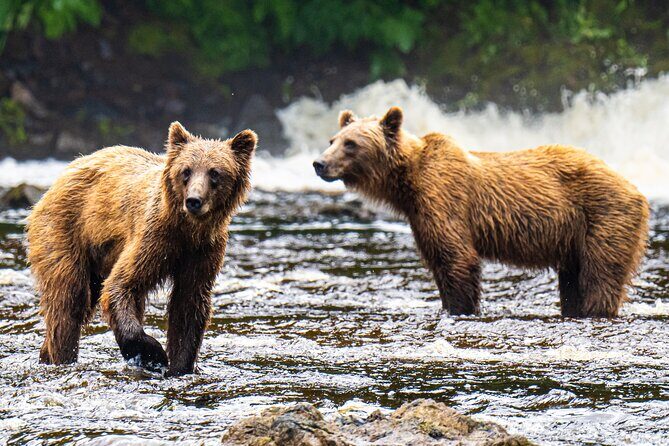 Peak Season Bear Viewing By Seaplane - An In-Depth Look at the Experience