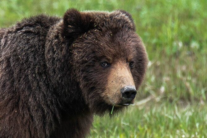 Peak Season Bear Viewing By Seaplane - FAQs about the Peak Season Bear Viewing By Seaplane