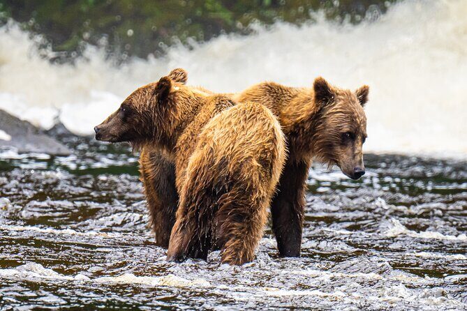 Peak Season Bear Viewing By Seaplane - Final Thoughts