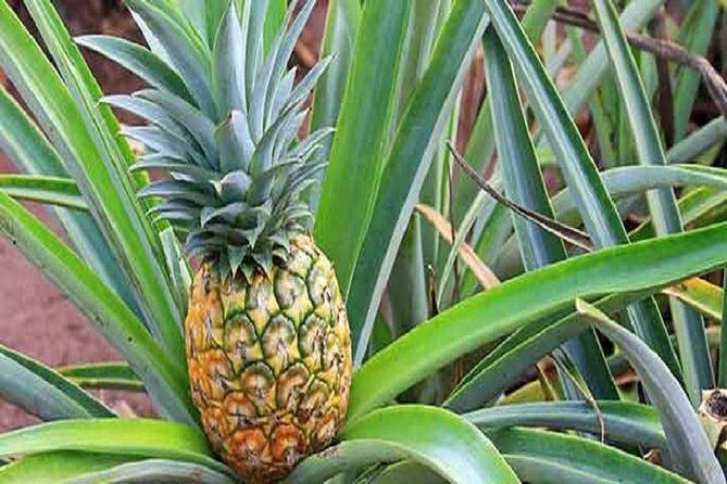 Pearl Harbor + Dole Plantation + Polynesian Center from Kauai - The Experience You’ll Love