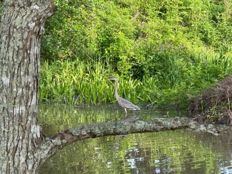 Pearlington: Devil's Swamp Eco Walking Tour - Who Should Consider This Tour?