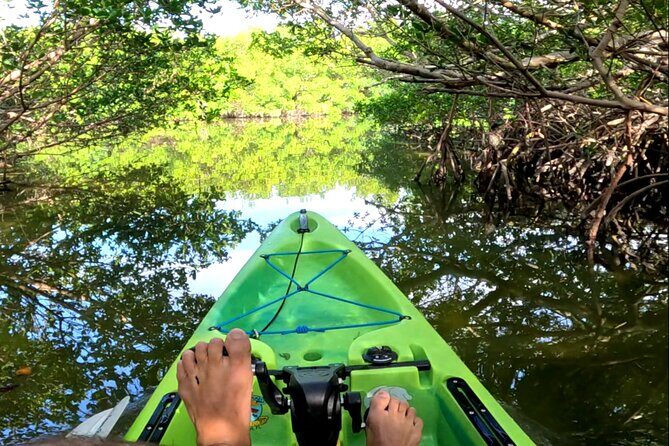 Pedal Kayak Mangrove Tunnel Tour in Bradenton - Discovering the Tour’s Setting and Highlights