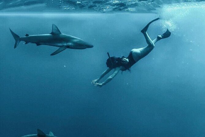 Pelagic Shark Dive Tour - Who Is This Tour Best For?