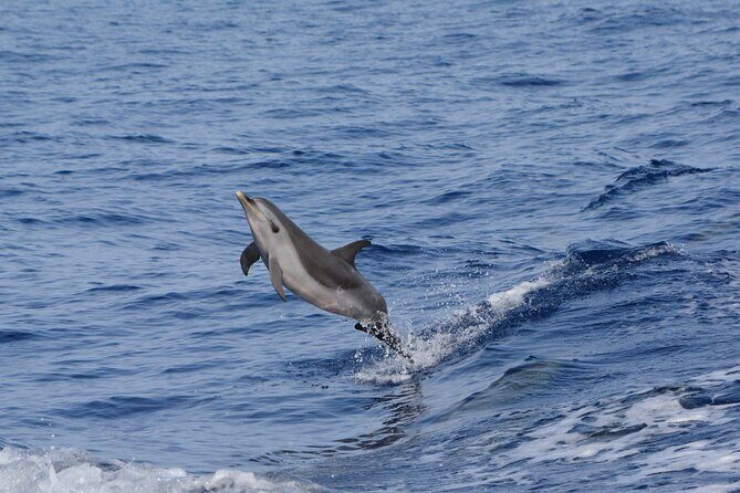 Pelagic Wildlife Excursion - What’s Included and What You’ll Need to Bring