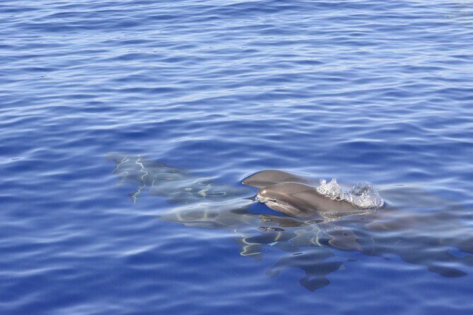 Pelagic Wildlife Excursion - FAQs