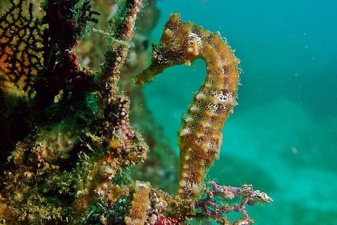 Pelican Rock Snorkeling and Sightseeing Adventure - Practical Details to Keep in Mind