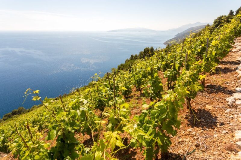 Peljeac Full-Day Wine and Food Tour from Dubrovnik - Who Is This Tour Best For?