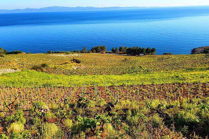 Peljesac and Ston Private Wine Tour with Tastings from Dubrovnik - The Experience & Customer Feedback