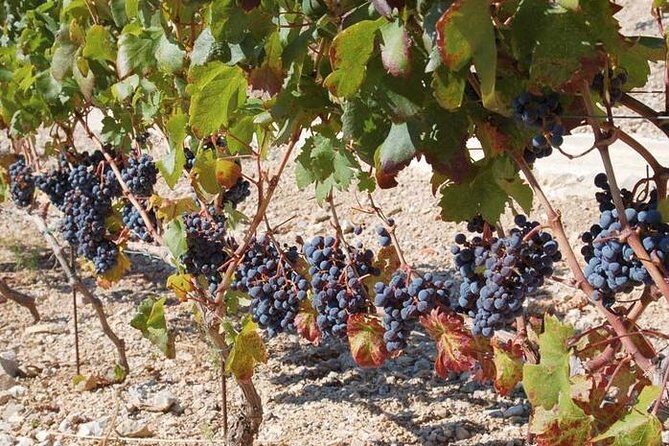 Peljesac Peninsula Day Trip from Dubrovnik: Wine Tasting and Ston Village Tour - What Travelers Say: Honest Experiences