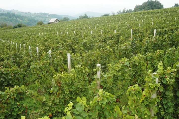 Peljesac Peninsula & Korcula Island Day-Trip from Dubrovnik - FAQ