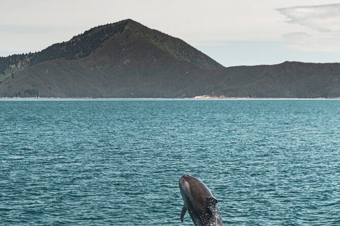Pelorus Mail Boat Sunday Scenic Cruise  Full-Day from Havelock - The Details That Matter