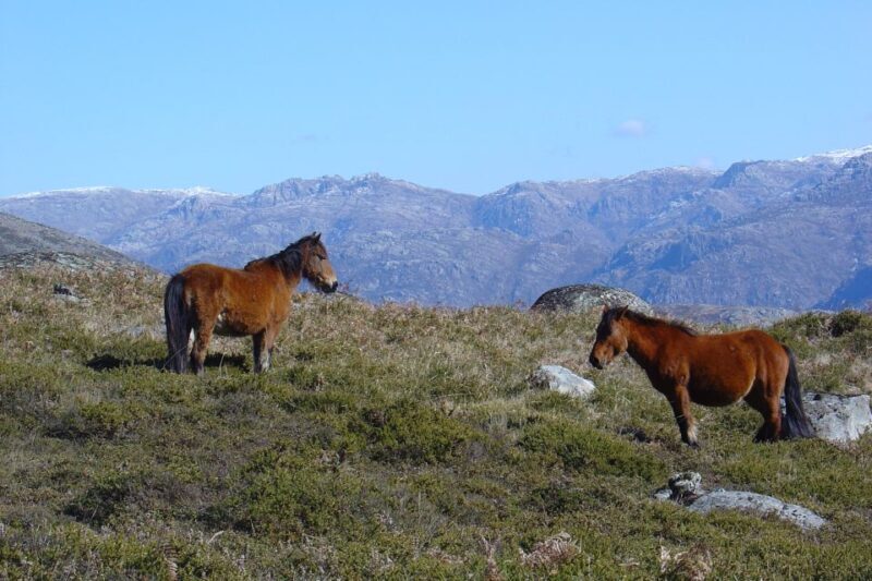 Peneda-Gerês: Full-Day Premium Tour - Final Thoughts