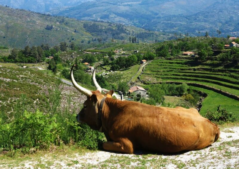 Peneda-Gerês: Full-Day Premium Tour - FAQs