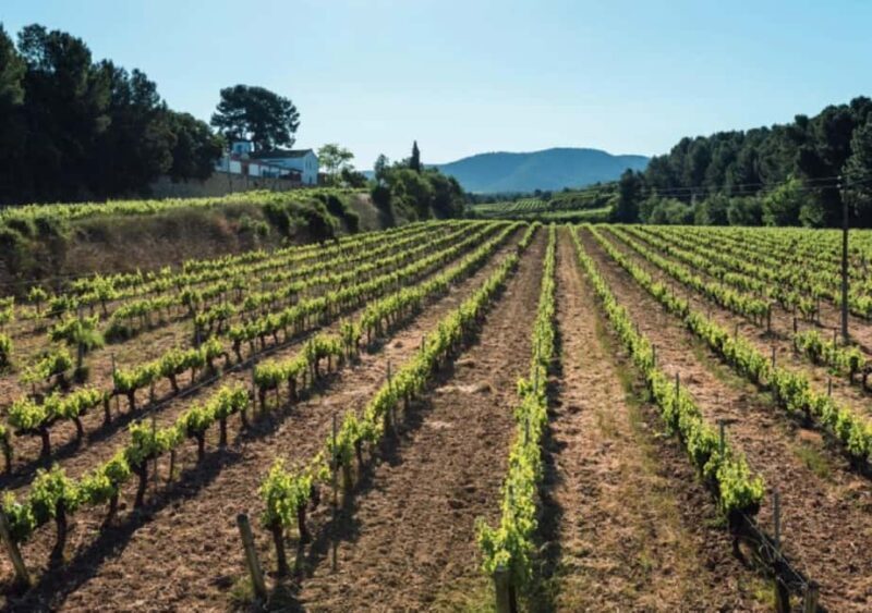 Penedès E-Bike & Organic Wine Tour with Montserrat Views - Final Thoughts