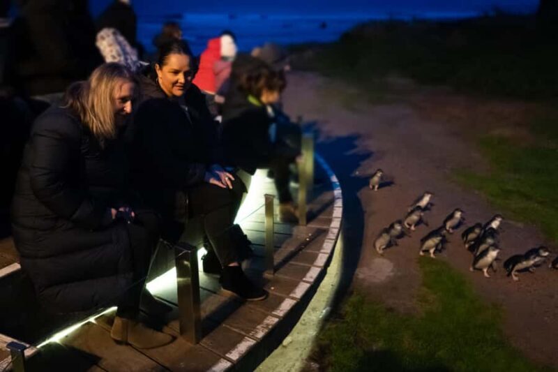 Penguin Parade: General Viewing Ticket - Frequently Asked Questions (FAQs)