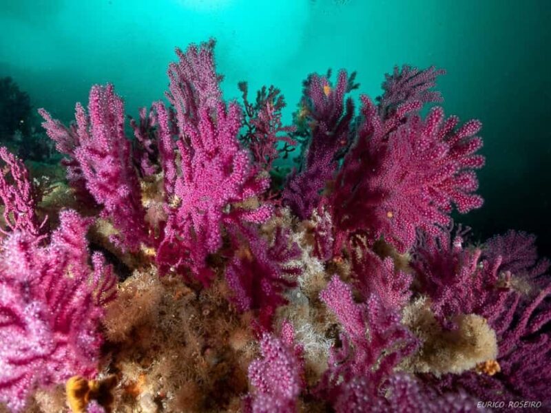Peniche: 2 Guided Dives in the Berlenga Biosphere Reserve - The Beauty of Berlengas Underwater World