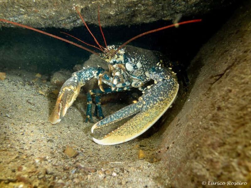Peniche: 2 Guided Dives in the Berlenga Biosphere Reserve - The Logistics: How It Works