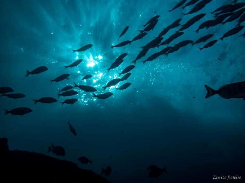 Peniche: 2 Guided Dives in the Berlenga Biosphere Reserve - Value for Money
