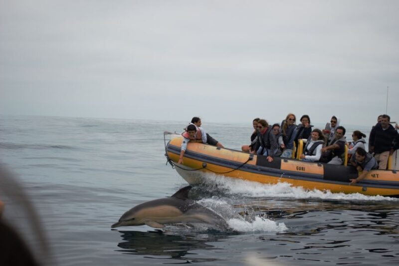 Peniche: Dolphin Route Boat Trip - Who Will Love This Trip?