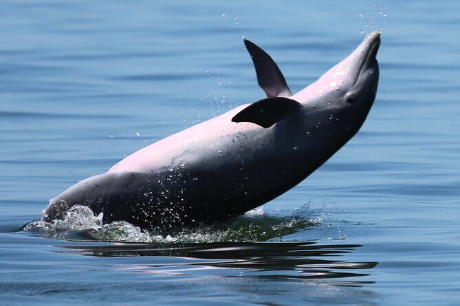Pensacola Beach Jolly Dolphin Cruise and Scenic Bay Tour - The Experience in Detail