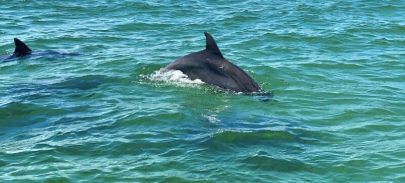 Pensacola Beach Sunset Dolphin Tour private up to 6 ppl - Similar Experiences Worth Considering