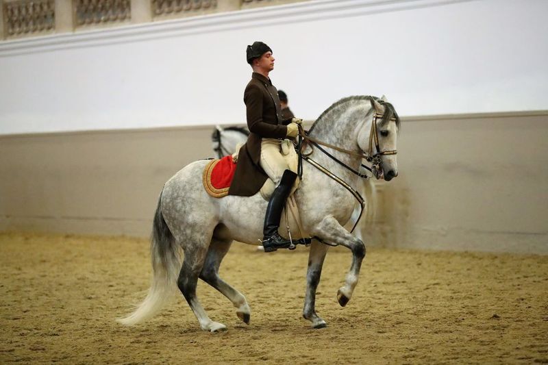 Performance Of The Lipizzans At Spanish Riding School - Key things to know before you go