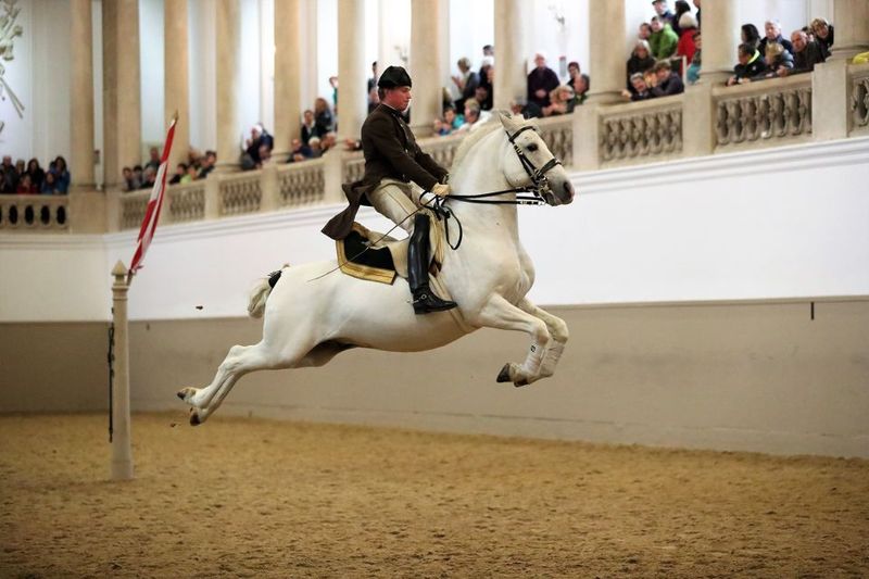 Performance Of The Lipizzans At Spanish Riding School - Lipizzans and the High School of Classical Horsemanship