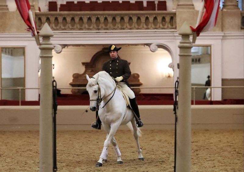 Performance Of The Lipizzans At Spanish Riding School - What you’ll actually see: caprioles, Levade, and more