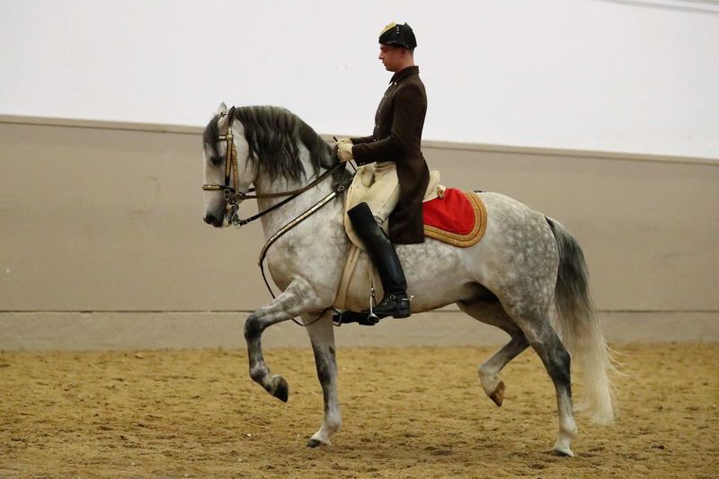 Performance Of The Lipizzans At Spanish Riding School - What’s included (and what isn’t)