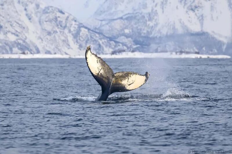 Personal Whale Watching Adventure From Tromsø - Key Points