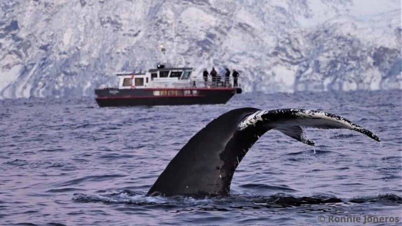 Personal Whale Watching Adventure From Tromsø - An Authentic Look at the Whale Safari Experience