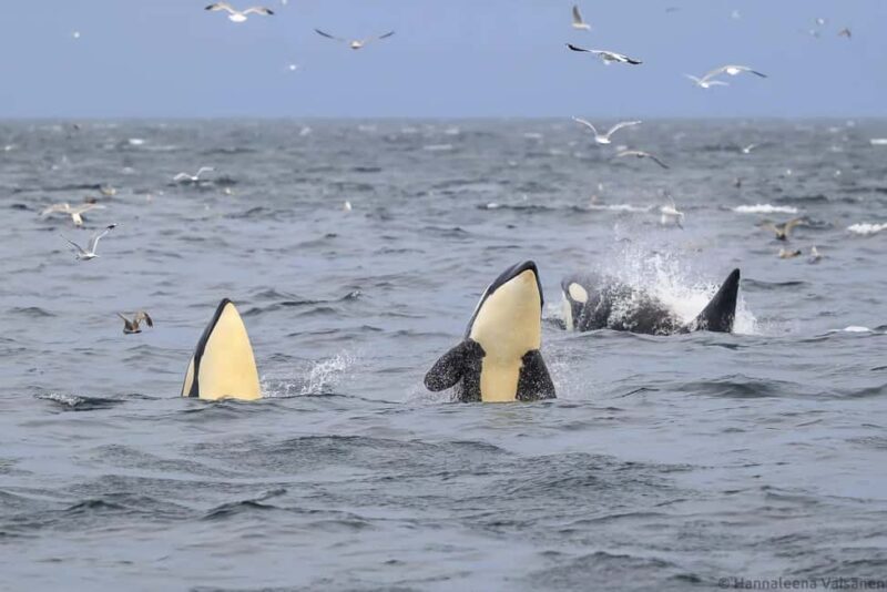 Personal Whale Watching Adventure From Tromsø - Practical Tips for Your Whale Safari