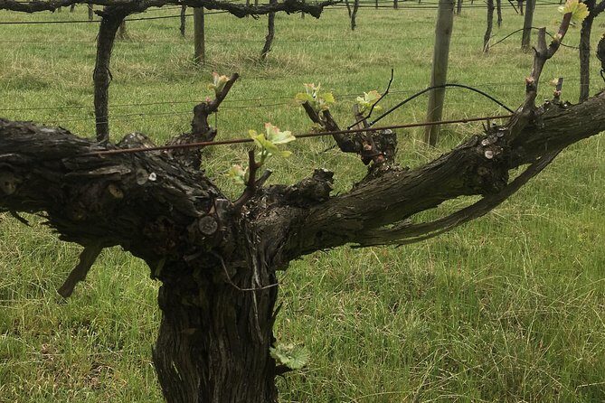 Personalised wine tour experience in the beautiful NSW Southern Highlands - Is It Worth the Price?