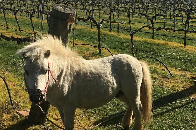 Personalised wine tour experience in the beautiful NSW Southern Highlands - Who Should Consider This Tour?