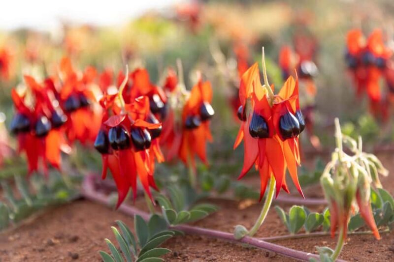 Perth: 7 Day Exmouth Explorer & Ningaloo Reef Return Perth - Final Thoughts